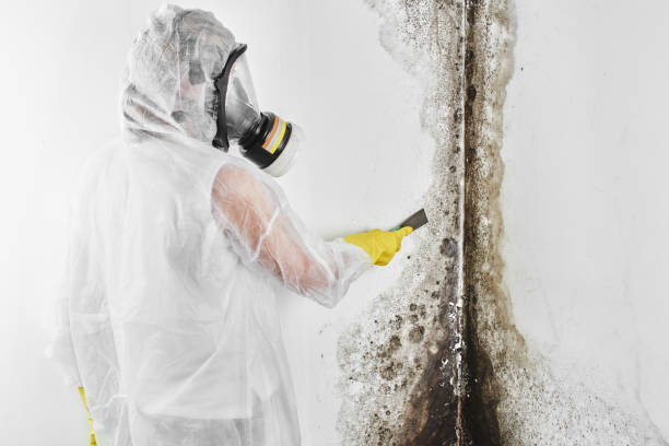 Best Local Mold Removal Service  in Carson, WA