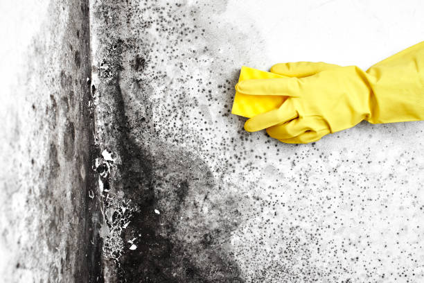 Best Mold Remediation  in Carson, WA