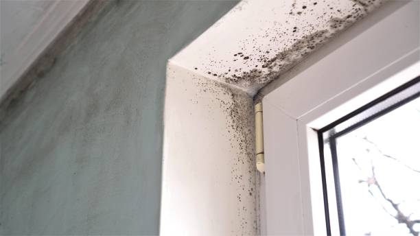 Best Home Mold Removal  in Carson, WA