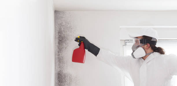Best Mold Remediation  in Carson, WA