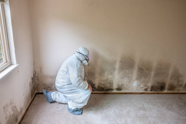 Professional Mold Removal in Carson, WA