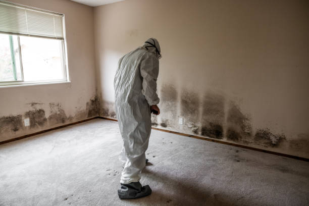 Best Best Mold Removal Companies  in Carson, WA