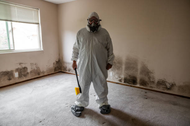 Best Mold Removal and Inspection  in Carson, WA