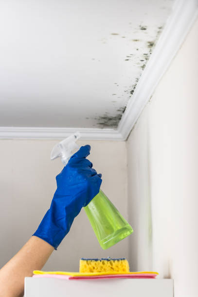 Best Mold Removal Near Me  in Carson, WA