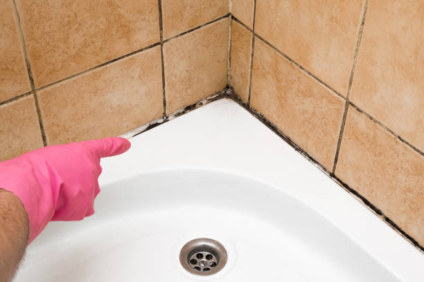 Best Mold Damage Repair  in Carson, WA