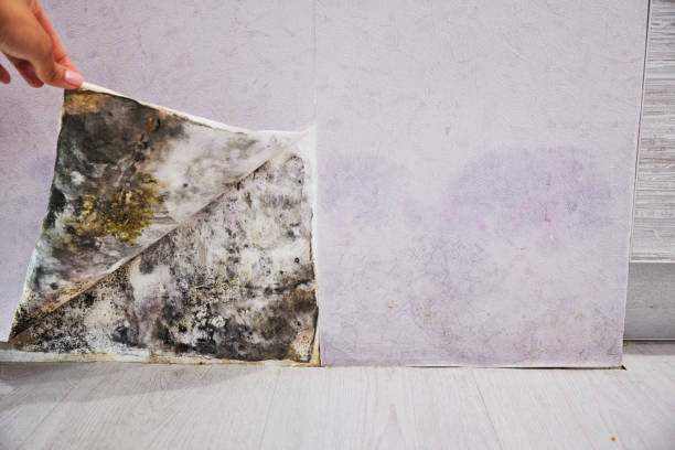 Best Toxic Mold Removal  in Carson, WA